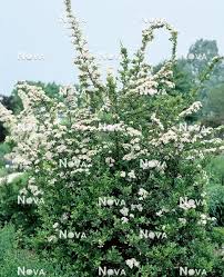 Image result for Pyracantha coccinea red column