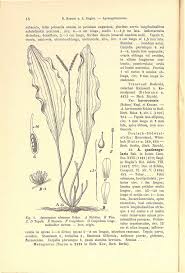Image result for Aponogeton vallisnerioides