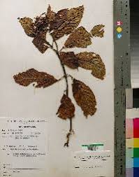 Image result for Psychotria sublyrata