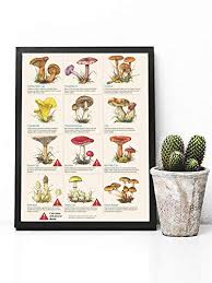 amazon com poisonous mushroom chart poster bushcraft