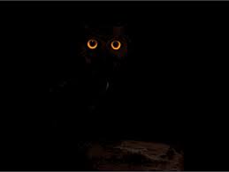 40 Dark Owl Wallpapers Download At Wallpaperbro Owl Wallpaper Cute Owls Wallpaper Owl Artwork