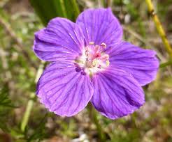 Image result for Geranium incanum