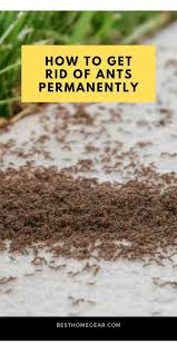 How To Get Rid Of Ants Permanently Best Home Gear In 2020 Get Rid Of Ants Rid Of Ants Ants In Garden
