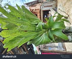 Image result for Platycerium stemaria