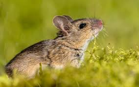 Painting kitchen cabinets is great for a budget update, but not everyone relishes doing it, and for good reason. Using Strong Smells As A Mouse Repellent How To Get Rid Of Mice