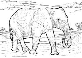Zikrus elefanten gratis ausmalbilder und malvorlagen fur kinder. Malvorlage Elefant Tiere Kostenlose Ausmalbilder