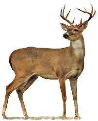 Hunting Oklahoma Department Of Wildlife Conservation Deer Photography Deer Photos Deer Pictures
