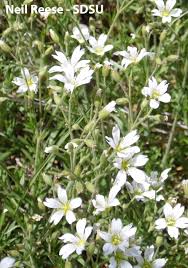 Image result for Cerastium indicum