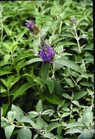 Image result for Buddleja pulchella