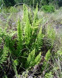 Image result for Mohria vestita