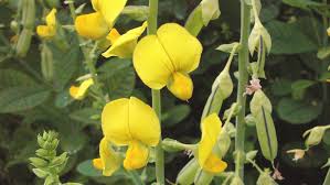 Image result for Crotalaria cephalotes