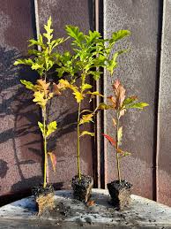 Image result for oak sapling