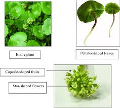 Image result for Hypertelis umbellata