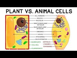 The similarities between the two have maintained themselves throughout history and the process of evolution because the circumstances each cell type faced were similar and needed similar tools. A Comparison Of Plant And Animal Cells Using Labelled Diagrams And Descriptive Explanations Learn About The Si Animal Cell Plant And Animal Cells Cell Diagram