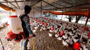 En china se han detectado varias cepas de gripe aviar en animales. Yj3k86 0wtdd7m