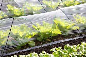 Itu ditutupi oleh lapisan plastik yang mencegah lewatnya hujan dan mengurangi kondisi iklim di dalamnya, memungkinkan untuk menjaga kondisi. 7 Manfaat Rumah Kaca Untuk Perkebunan Yang Subur