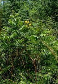 Image result for Senna petersiana