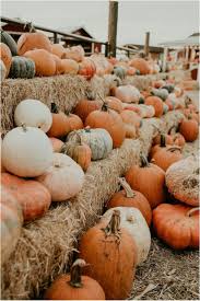 Jan 27, 2021 · pumpkins are a type of winter squash that grows on a vine that can range from a compact 2 feet to a lengthy 20 feet long, so depending on the variety of plant, you can find one that is suitable for any sized garden. Pumpkin Parade Cute Fall Wallpaper Fall Wallpaper Autumn Inspiration