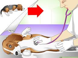 If he is behaving normally otherwise, you may be able to manage him at home. How To Cure A Dog S Stomach Ache With Pictures Wikihow