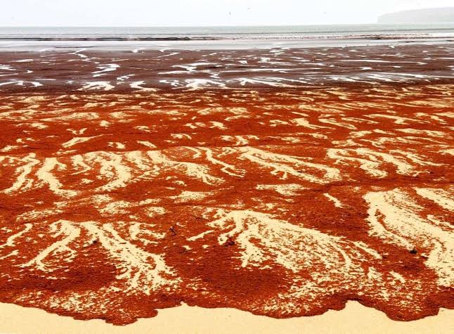Mystery of blood-red beach in far north but is it toxic?