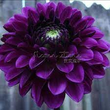 100 Boogie Nights Dahlia Flower Seeds Beautiful Gardens Flower Seeds Purple Garden Purple Flowers