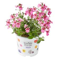 Image result for ostruhatka