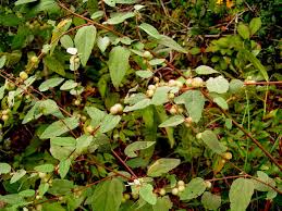 Image result for Triumfetta dekindtiana