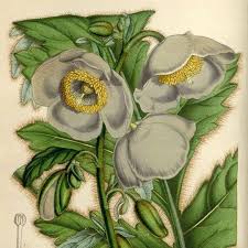 Image result for Meconopsis betonicifolia alba