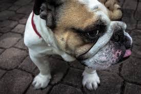 *the vet will assess the dogs heart, pulse, respiratory and. English Bulldog Health Problems Issues Canna Pet