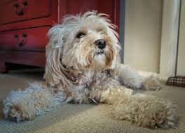 She's microchip,first shot,worm till date and is pedigree. How Much Does A Cavapoo Puppy Cost Howmuchisit Org
