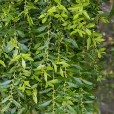 Image result for Maytenus chasei