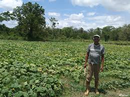 Agricultor, agricultor, criança, menino, agricultura png. La Agricultura Es Una Actividad Admirable Hive