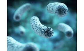 It's caused by the bacterium legionella pneumophila found in both potable and nonpotable water more hospitals are facing the dilemma of legionella outbreaks as they discover the drinking water is. Liofilchem Solutions To Detect Legionella In Water Samples