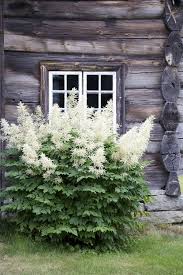 Goat S Beard Family Rosaceae Genus Aruncus Species Dioicus Synonym Aruncus Sylvester Synonym Spiraea Aruncus Synonym Spi Blomstertradgard Vaxter Perenner