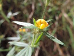 Image result for Stylosanthes guianensis