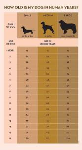 your dogs age in human years a conversion chart dogs