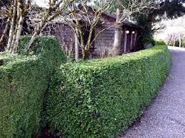 Boxwood Garden Hedges And Edges Boxwood Garden Hedges Boxwood
