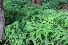 Image result for Sticherus