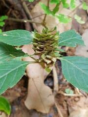 Image result for Saintpauliopsis lebrunii