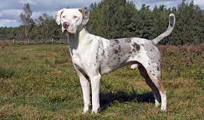 Catahoula Leopard Dog Breed Information