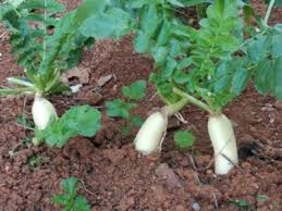 Image result for Raphanus sativus