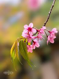 Image result for Prunus cerasoides