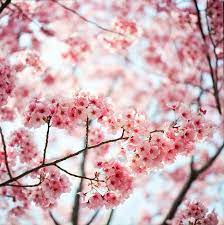 Cherry Blossom Blossom Trees Cherry Blossom Tree Cherry Blossom