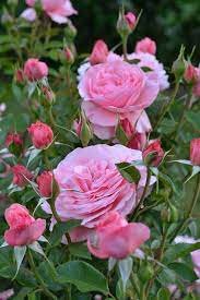 7 Best Tea Bag Uses That Will Do Miracles In Your Garden Beautiful Rose Flowers Beautiful Flowers Hybrid Tea Roses