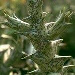 Image result for Orbea maculata