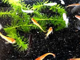 めだかやベース