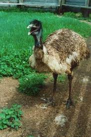 Kiwi Emu Birds That Cannot Fly Flightless Birds Birds Flightless Bird Backyard Birds