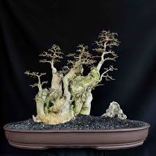 Bonsai Serut Juara 2020 Cahunit Com