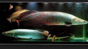 Ikan predator air tawar asli indonesia ini dapat tumbuh hingga 65 cm, maka siapkan akuarium yang besar untuk memeliharanya. Jenis Ikan Predator Air Tawar Yang Mudah Dipelihara