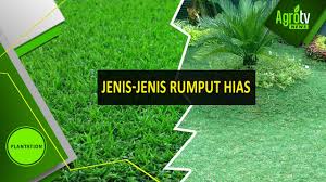 Sanseviera dikenal dengan sebutan tanaman lidah mertua karena bentuknya yang tajam. Jenis Jenis Rumput Hias Youtube